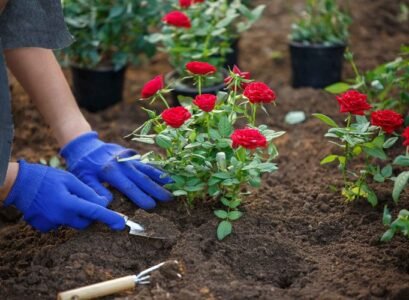 Rose-planting-useful-tips-for-beginners-instructions