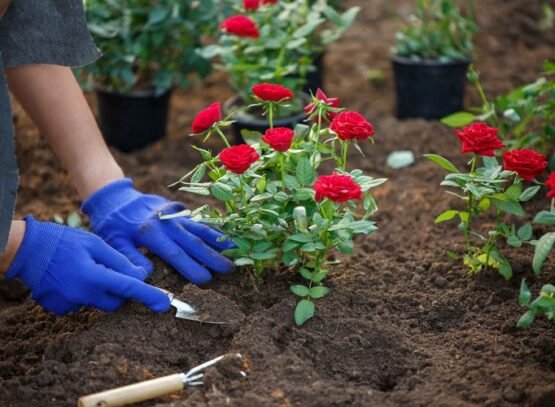Rose-planting-useful-tips-for-beginners-instructions