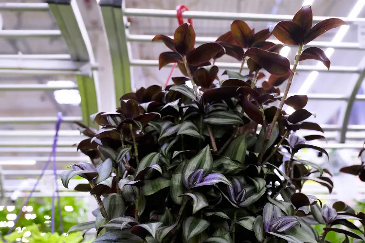 Tradescantia Zebrina love darkness 2022