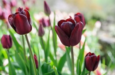 Tulips-are-spring-bulbs-that-gardeners-plant-in-mid-to-late-autumn