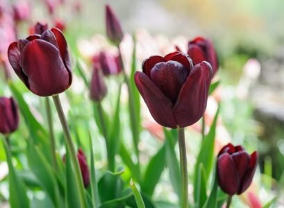 Tulips-are-spring-bulbs-that-gardeners-plant-in-mid-to-late-autumn
