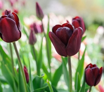Tulips-are-spring-bulbs-that-gardeners-plant-in-mid-to-late-autumn