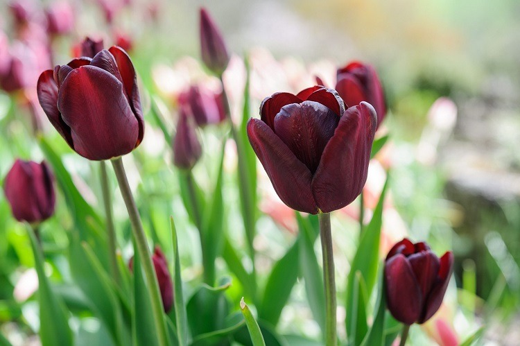 Tulips are spring bulbs that gardeners plant in mid to late autumn