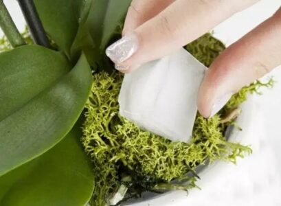 Watering-orchids-with-ice-cubes-advantages-and-disadvantages