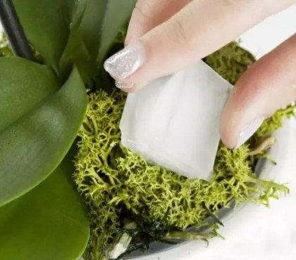 Watering-orchids-with-ice-cubes-advantages-and-disadvantages
