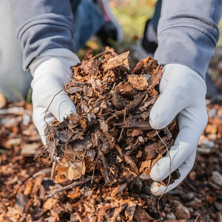 Fall used. Польза опавшей листвы.