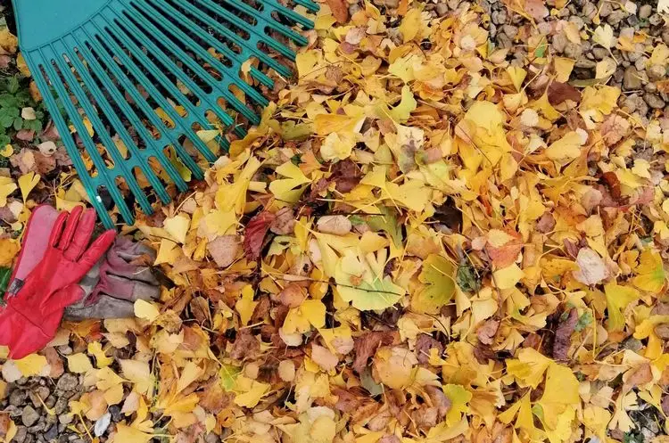 Where to use the fall leaves as mulch