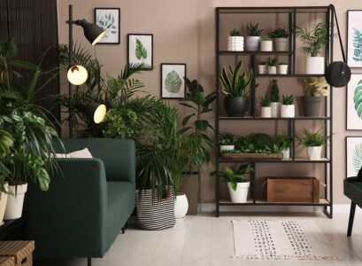 Which-low-light-houseplants-should-you-get-in-your-home
