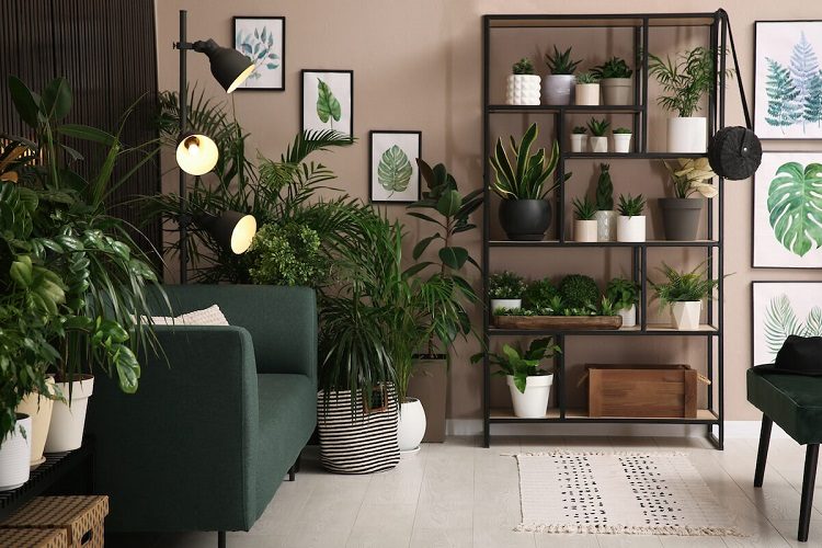 Which-low-light-houseplants-should-you-get-in-your-home