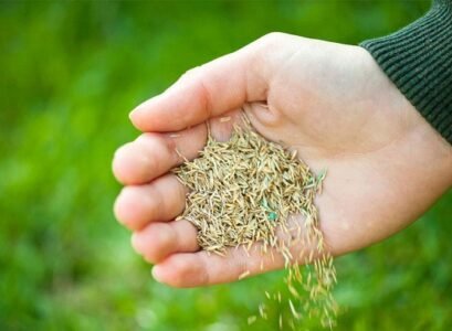 can you plant grass seed in november_planting grass seed in november