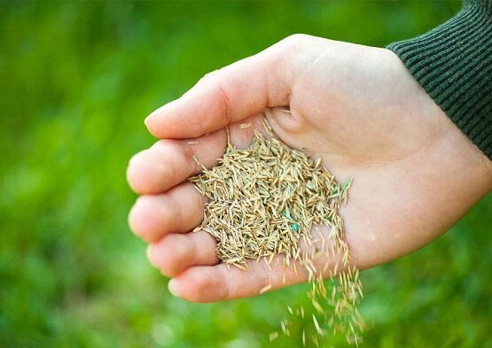 can you plant grass seed in november_planting grass seed in november