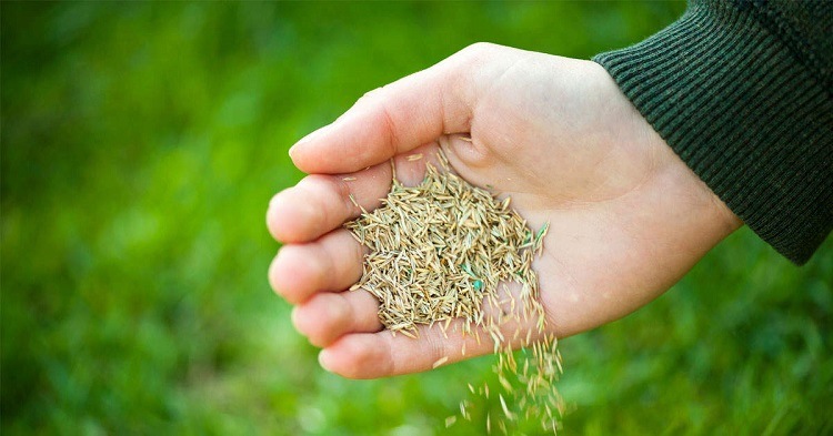 can you plant grass seed in november_planting grass seed in november