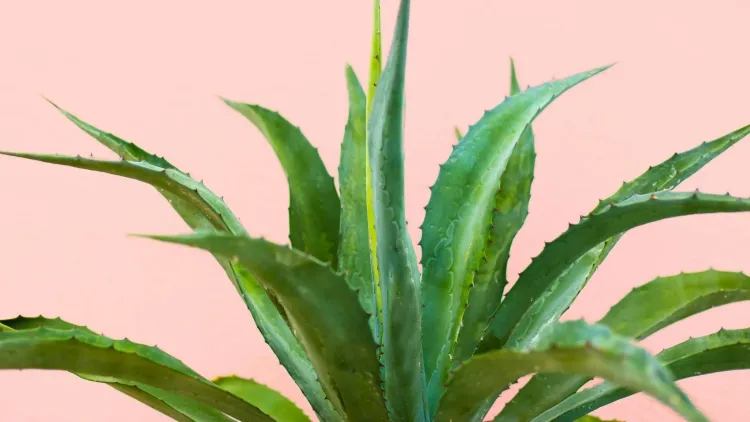green moisture absorbing plant aloe vera dehumidifier