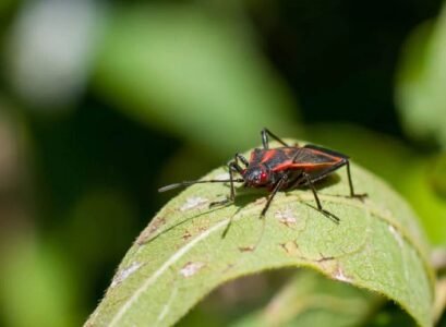 how to get rid of box elder bugs_box elder bugs problem