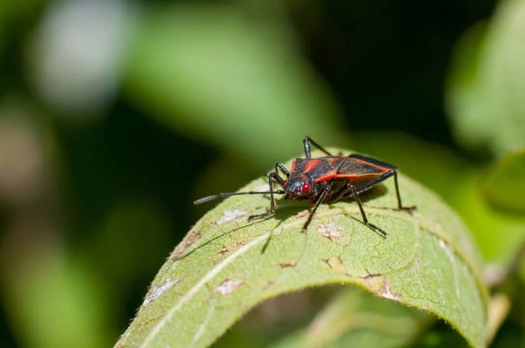 how to get rid of box elder bugs_box elder bugs problem