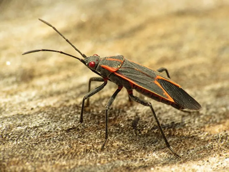 how to get rid of boxelder bugs_ box elder bugs outdoors problem