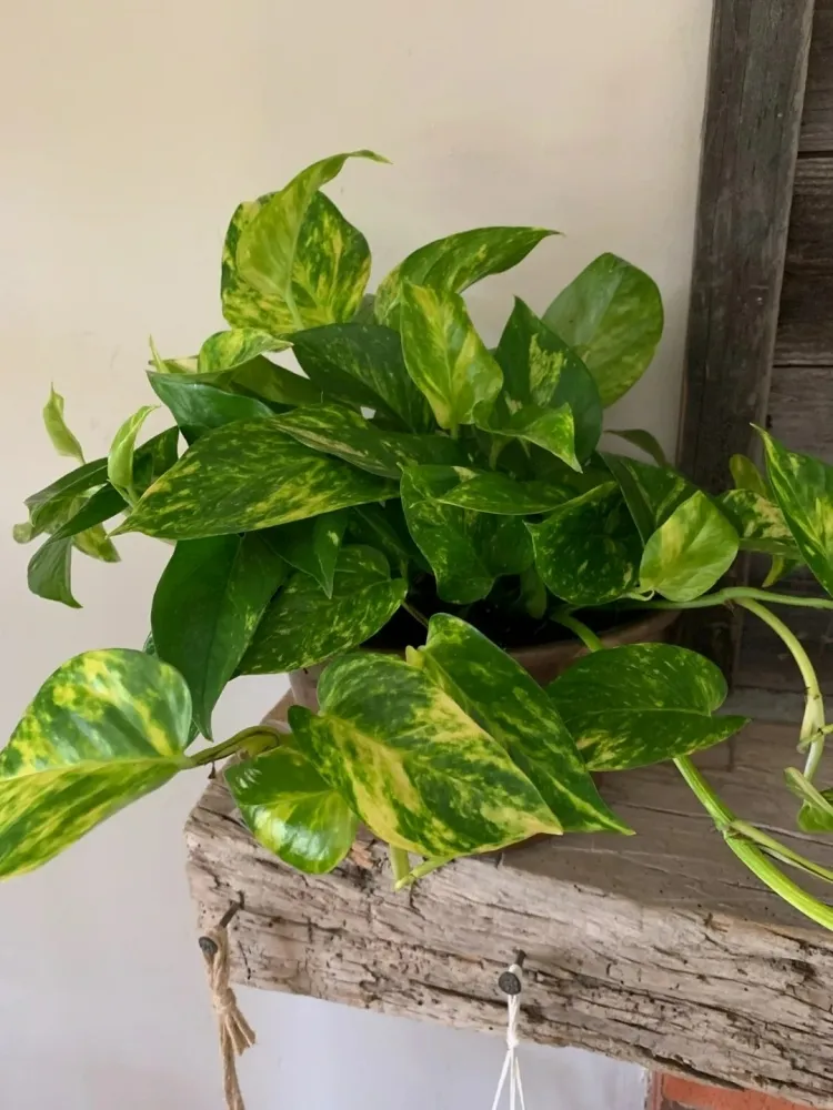 humidity absorbing plants in the house epipremnum aureum dehumidifier neutralizing odors