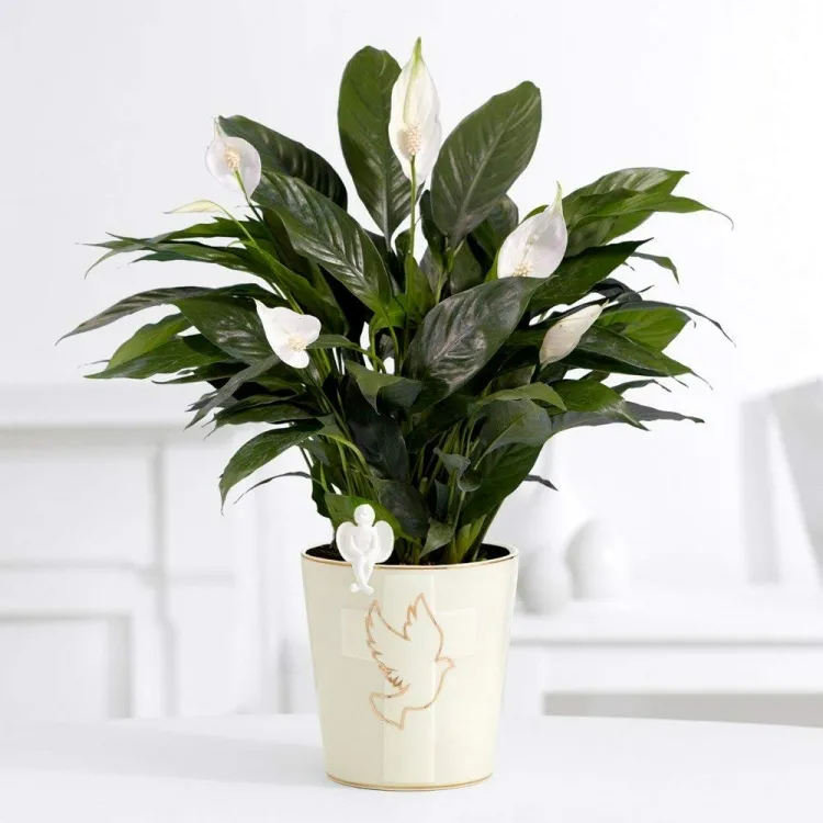 humidity absorbing plants spider plant peace lily absorb water molds fungi