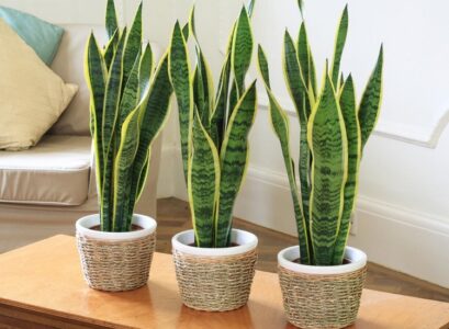 moisture-absorbing-plants-that-help-avoid-health-problems