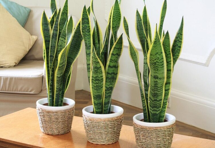 moisture-absorbing-plants-that-help-avoid-health-problems