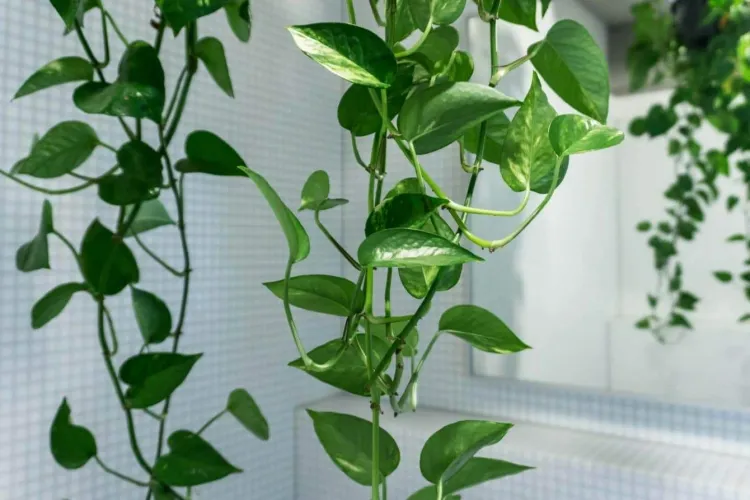 moisture absorbing plants that help regulate humidity