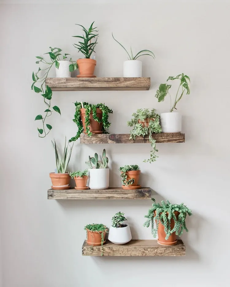 plants on shelves ideas_wooden shelves designs