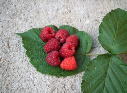 raspberry-leaf-herbal-tea-berry-fleshy-texture-and-small-seeds