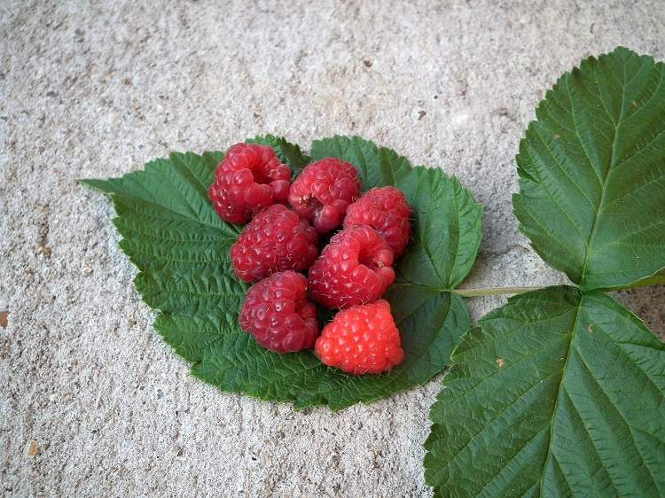 raspberry leaf herbal tea berry texture and small seeds