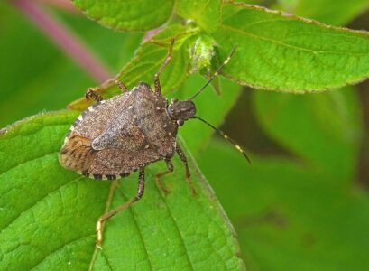 stink bugs and how to get rid of them using only home remedies