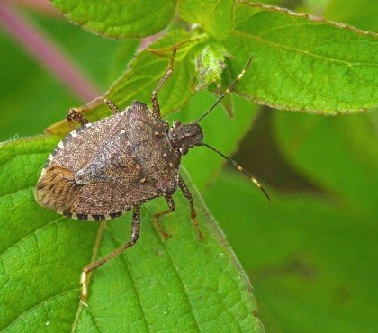 stink bugs and how to get rid of them using only home remedies