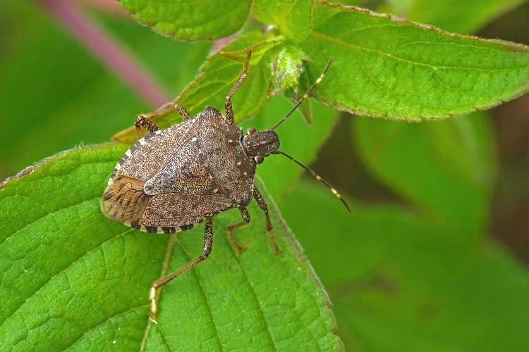 Menacing stink bug threatens horticulture and agriculture  Stuffconz