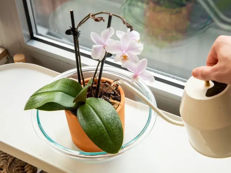 watering orchids methods