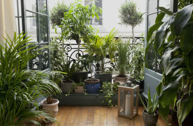 which green indoor plant to choose 2022