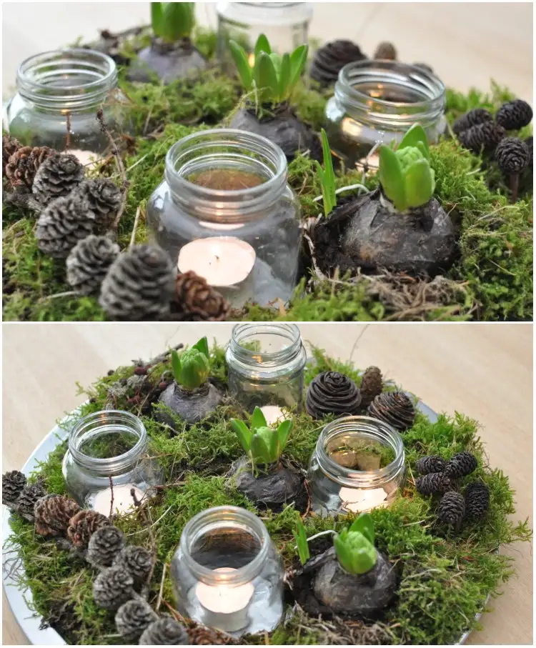 Advent wreath on tray with moss and amaryllis bulb