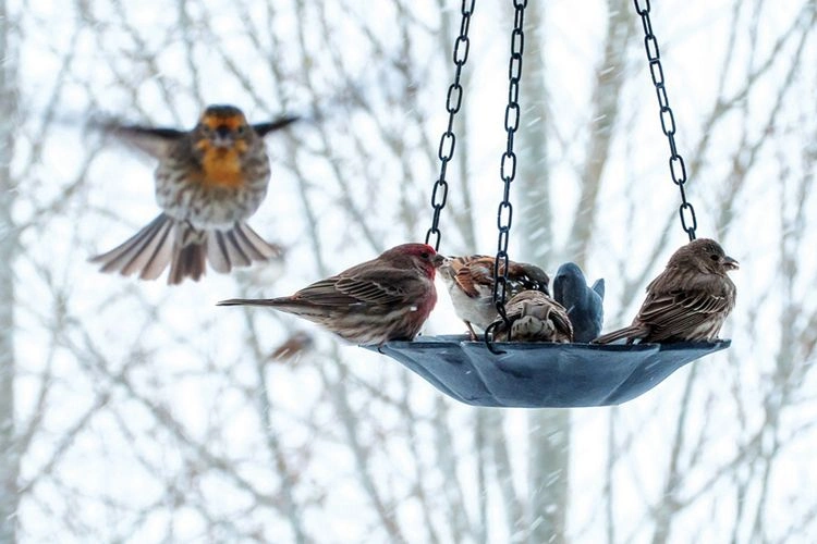 Bird feeding in the garden some food should be avoided