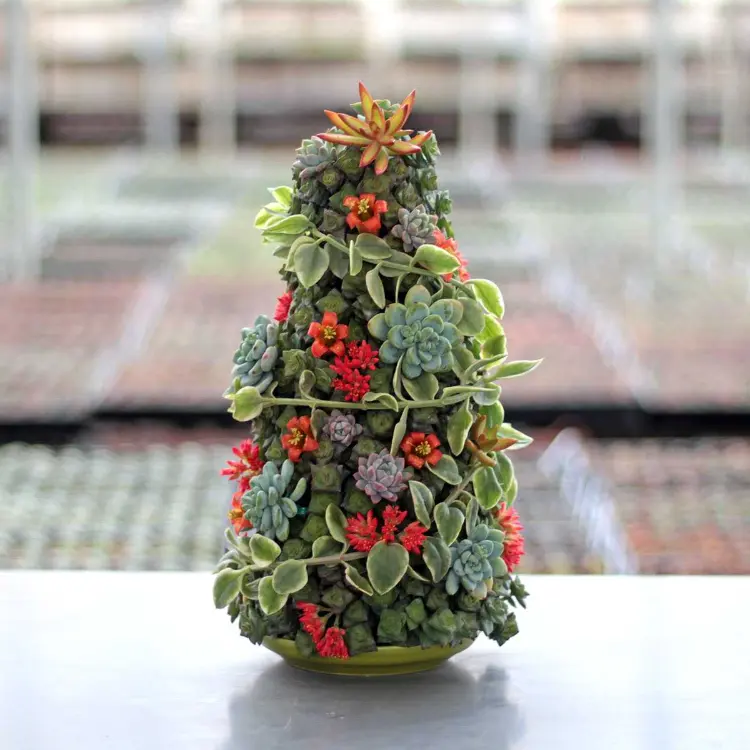 DIY succulent Christmas tree a modern decoration