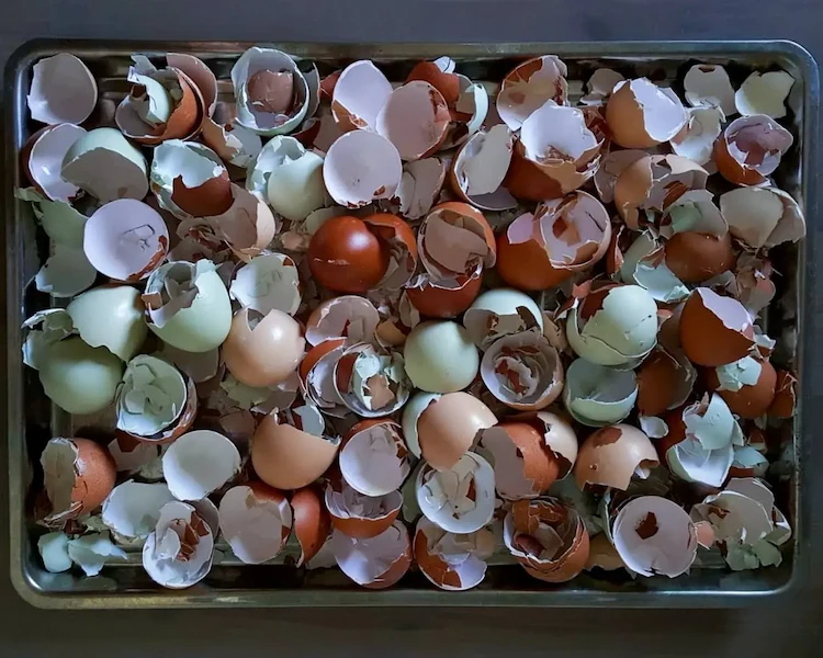 Feed birds with eggshells for more calcium