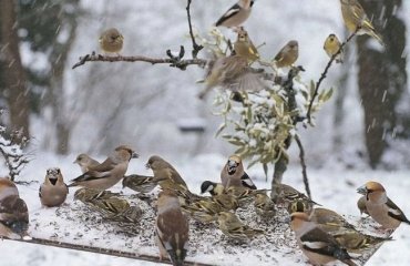 Feeding-birds-in-the-garden-tips