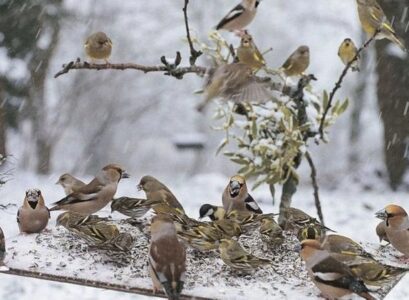 Feeding-birds-in-the-garden-tips