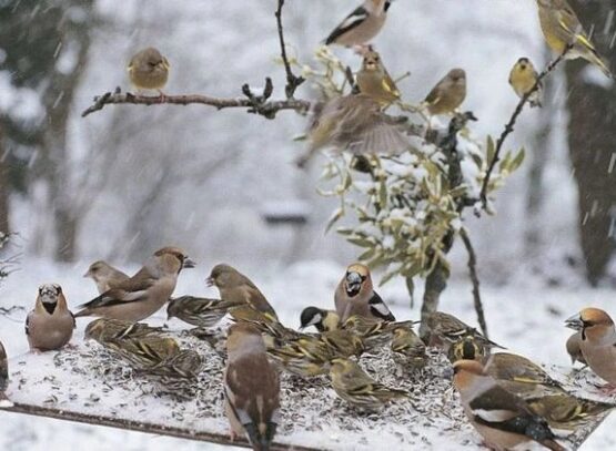 Feeding-birds-in-the-garden-tips