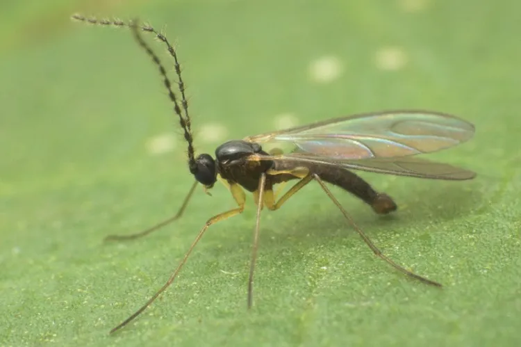 Gnat on green plants