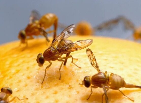 How-to-get-rid-of-gnats-grandmas-tricks
