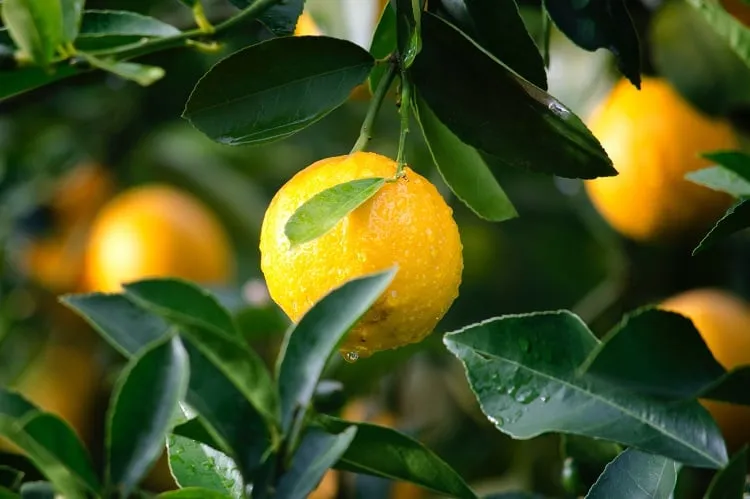 How to grow lemon seeds 3 methods