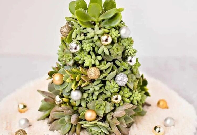How-to-make-a-succulent-Christmas-tree