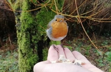 How-to-tame-a-robin-in-the-garden-4-steps-to-follow!
