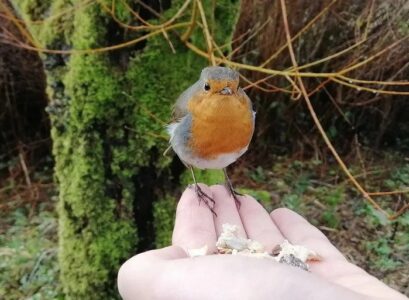 How-to-tame-a-robin-in-the-garden-4-steps-to-follow!