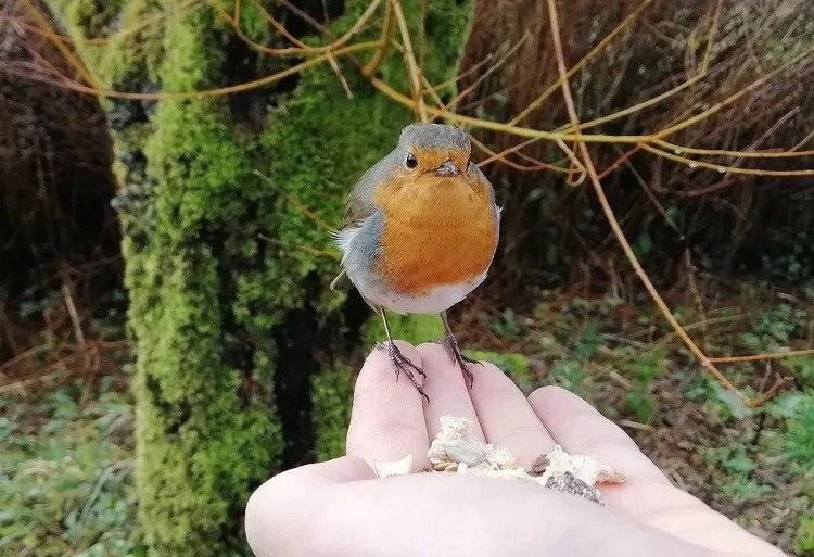 How-to-tame-a-robin-in-the-garden-4-steps-to-follow!