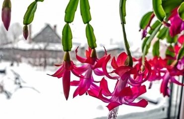 Is-Christmas-cactus-afraid-of-frost-How-to-care-for-it