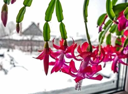 Is-Christmas-cactus-afraid-of-frost-How-to-care-for-it