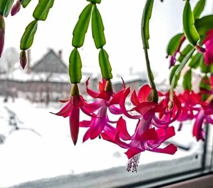 Is-Christmas-cactus-afraid-of-frost-How-to-care-for-it